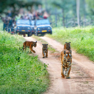 Wildlife Tour
